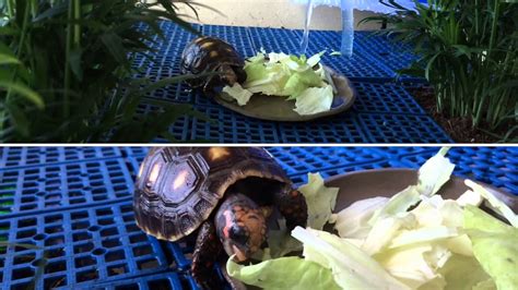 巴西龜可以吃高麗菜嗎 夢見已故人